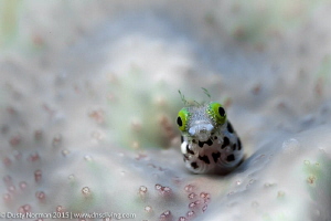 "Blenny Garden"
A Secretary Blenny poses for the camera. by Dusty Norman 